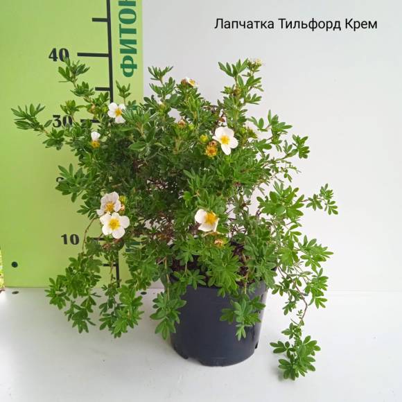 Лапчатка кустарниковая Тилфорд Крем
