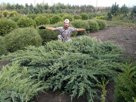Можжевельник чешуйчатый Блю Сведе Можжевельник чешуйчатый Блю Сведе